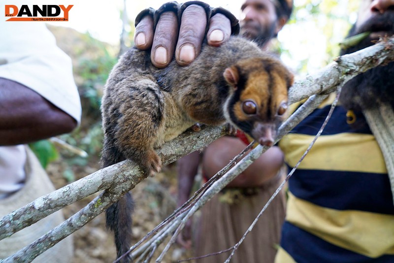 「野性の王国」2015 橘花音 地球最後の秘境で5万年前から変わらぬ生活を続ける原住民に日本のエロ文化を手取り足取り教えて生でヤる - サンプル画像 - 4