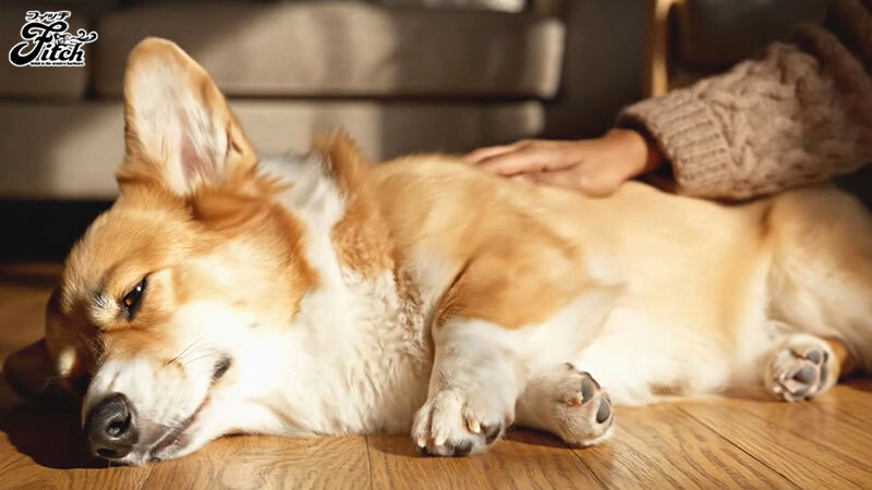 犬目線で美人主人とSEX！私は夫に内緒で従順なペットを飼っています-寂しい巨乳若妻のナマ交尾と飼育愛- 菊乃らん - サンプル画像 - 1